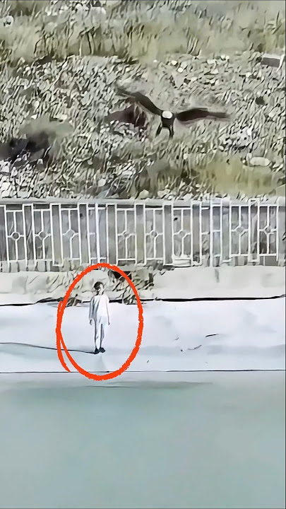 Burung Elang Menerkam Anak Kecil #burung #shortvideo #birds