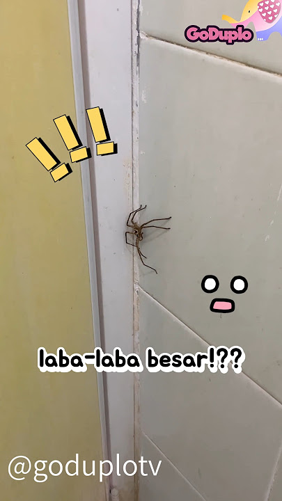 Ada Laba Laba Besar !! #shorts #goduplotv #hewan