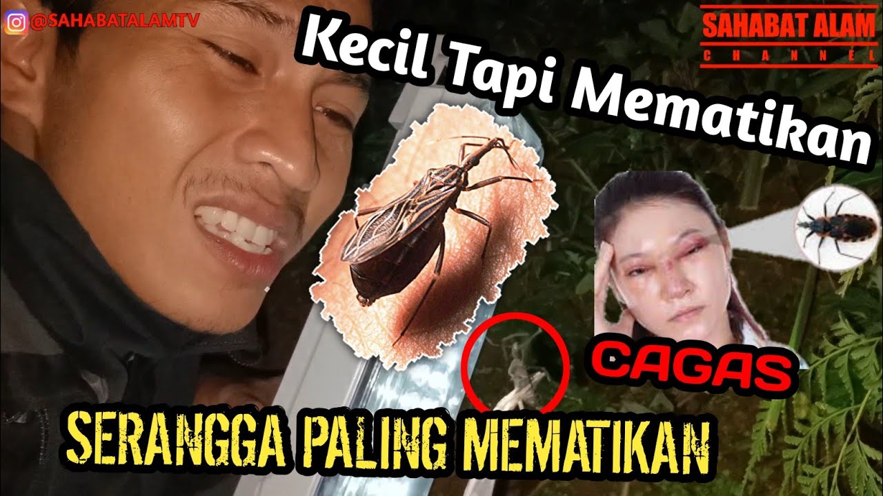 GIGITAN SERANGGA PALING MEMATIKAN/AUTO GAGAL JANTUNG?(KISSING BUG