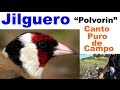 Canto del Jilguero.Reclamo puro de campo-Jilguero"Polvorin"de Pepe Pluma y Juan Pluma-