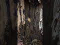 Apis Mellifera Bees 🐝 inside Tree 🌳 #bee #youtubeshorts #shorts #honey #viral #gbmountainhoney