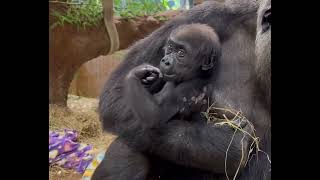 Cute Baby Gorilla ❤️🦍