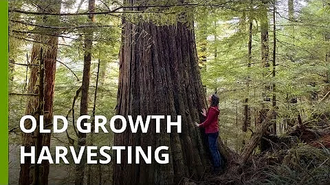 British Columbia delays promised protections as old growth keeps falling