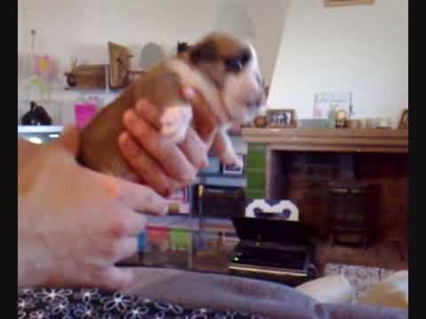 Escubidu+La+Pelicula hijos de escubidu de la banda del patio cachorros de escubidu de la ...