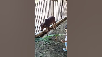 Cute Krishna♥️#shorts #viral #trending #youtubeshorts #short #viralvideo #shortsviral #krishna #love