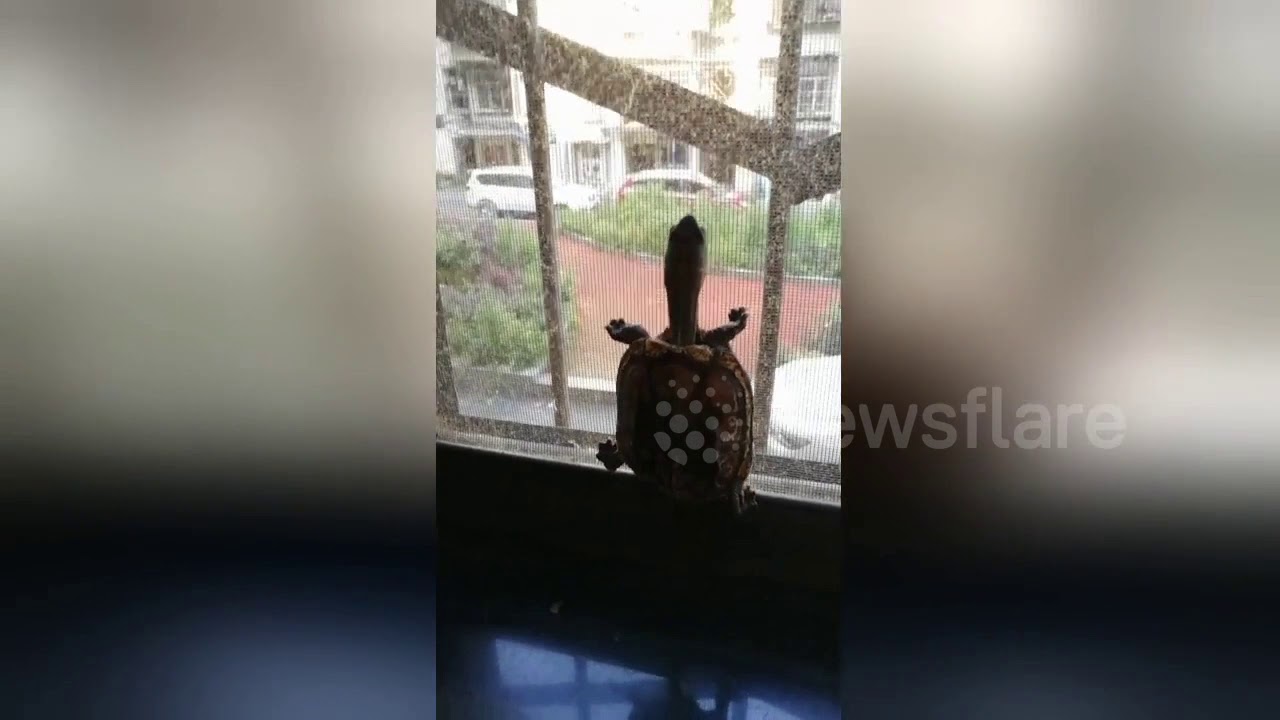 animal attacks reddit 'Spider-tortoise' tries to escape house by climbing up window screen in China