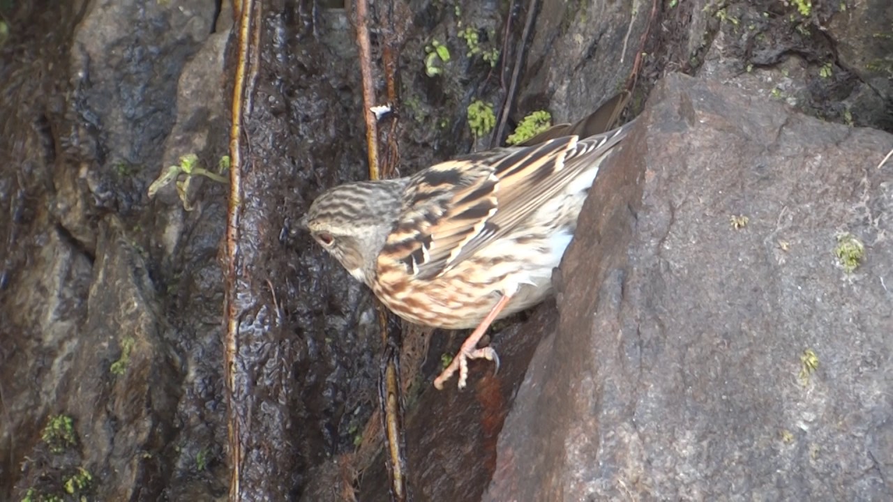 Altai Accentor (Prunella himalayana). 30/10/2016 at 8:01 am 