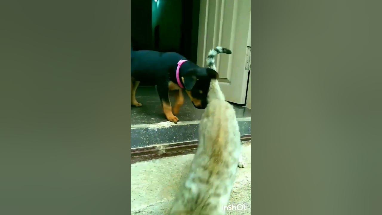 dog-and-cat-friend-dog-and-cat-friends-dog-and-cat-friendship