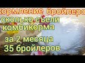 Сколько надо комбикорма бройлерам для выращивания до 60 дней. Кормление бройлеров комбикормом Пурина