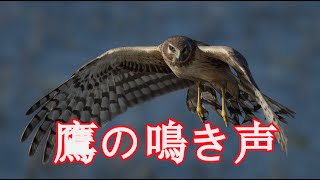 鷹の鳴き声  野鳥の恐怖