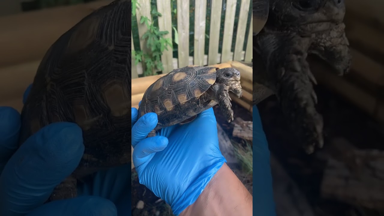 Bell’s Hingeback Tortoise Update! (NOT Speke’s Hingeback)