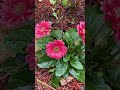 My Gerbera Plant Is Flowering Shorts
