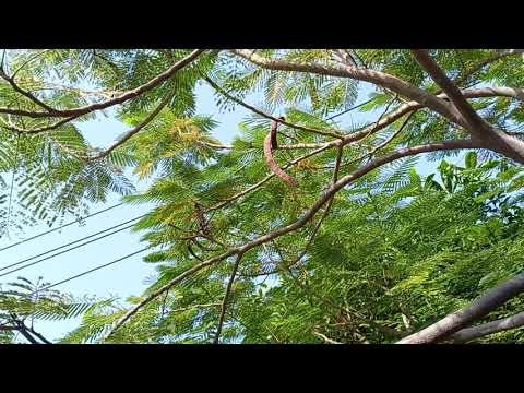 عندي بذور شجرة البونسيانا الملكية الحمراء