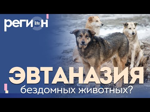 Регион LIFE | Эвтаназия бездомных животных | ОТС LIVE — прямая трансляция