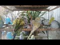 🛍️何も起きていないはずなのにこの映像だけ何度も見てしまって…🐦✨ #インコ動画 #Loop #小鳥 #癒し