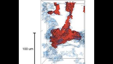 Intermittent fluid pathway at steady-state (zoom in)