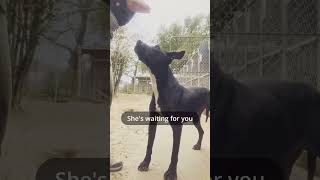 Meet Biddy a Retriever, Labrador currently available for adoption! 12/16/2025 3:38:49 PM