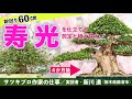 【皐月の樹作り】　太幹の寿光を仕立てる。剪定と植え替え　実技者／新川 進