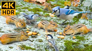 картинка: КОШКА ТВ 😻🐦 Занятые птицы и белки осенью 🐿 4K HDR