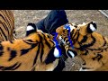 Как давать тиграм Витаминки?!VItamins for TIgers)как научить собаку делать команду «Стыдно»