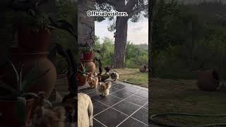 The Terrace Received  Visitors  chickens freerangechickens chickenlovers