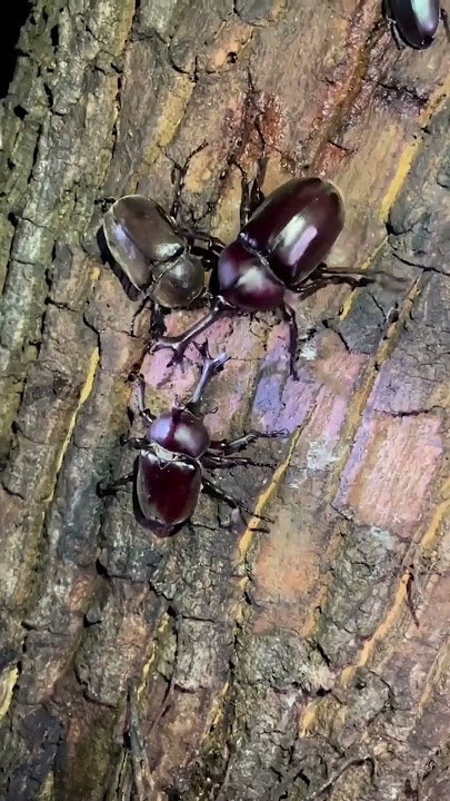 Beetle Battles Part 5