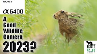 Unleash Your Wildlife Photography Skills with the Sony a6400 in 2023 by Scott Tilley Photography 3,924 views 4 months ago 19 minutes