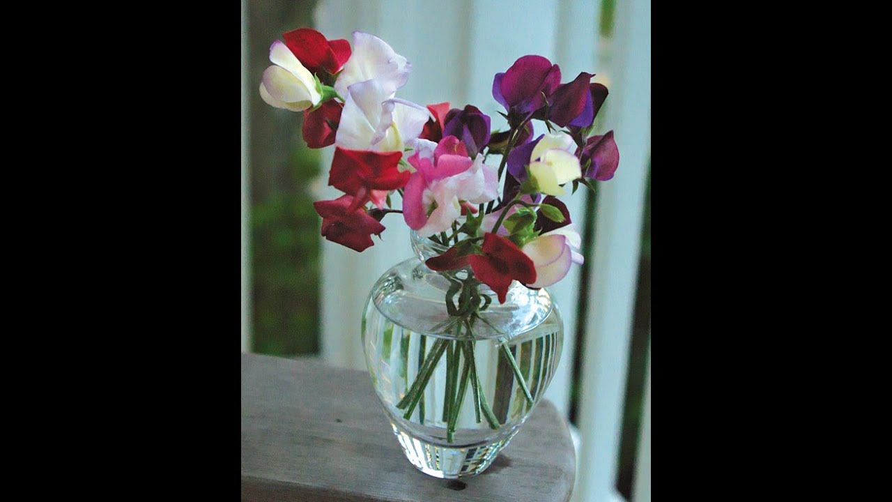 How to Direct Sow Sweet Peas along with Pinching and Tying Year Round