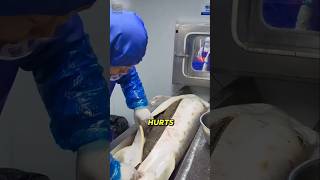 This Single Cut Is Worth $10,000! 😱 (Sturgeon Milking)