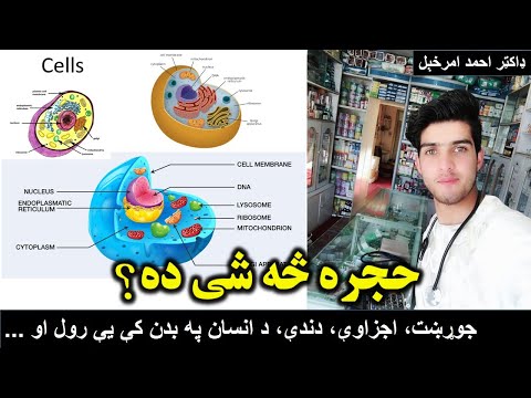 حجره څه شی ده؟ جوړښت ، اجزاوې ، دندې او د انسان په بدن کې يې رول What is a Cell ? Structure Function