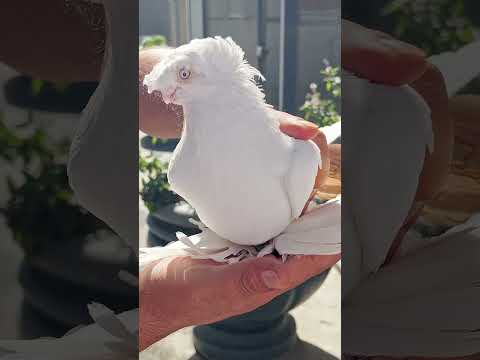 Узбекские двухчубые голуби