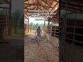 peep rae 😅 #western #horse #equestrian #horsegirl #barrelracer #barrelhorse #westernfashion