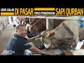 Kabar terbaru pak priyo lama libur jualan di pasar sekarang baru fokus penggemukan sapi qurban 