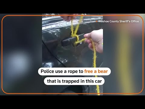 Police free a bear trapped in a car