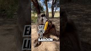 Download Lagu How to eat a banana (180/365) MP3