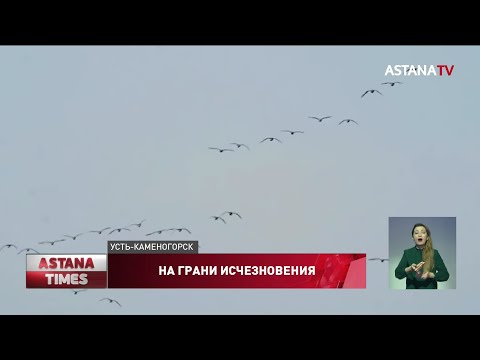 150 видов птиц могут исчезнуть в Казахстане из-за боевых действий