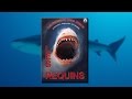 Requins La Terreur Des Mers à Travers Légende Et Réalité