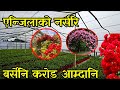 न प लक ठ ल एन ज ल नर सर एक हज रक लग न ल कर ड आम द न न प ल भर सप ल इ Angela Flower Farming न प लक ठ ल एन ज ल नर सर एक हज रक लग न ल कर ड आम द न न प ल भर सप ल इ Angela Flower Farming