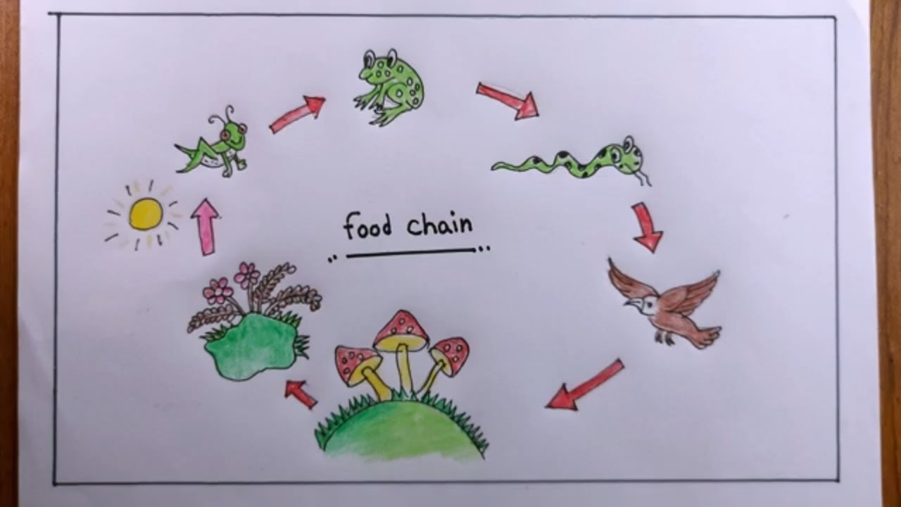 Grassland Food Chain & Food Web | Definition & Examples - Lesson | Study.com