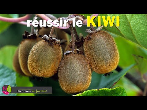 Vidéo: Engrais pour les vignes de kiwi - En savoir plus sur la fertilisation des plantes de kiwi