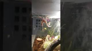 Orchid mantis Hymenopus coronatus molting hyperlapse