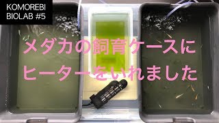 【メダカ水槽】メダカの水槽にヒーターを導入します Japanese Ricefish update 【KOMOREBI BIOLAB #5】