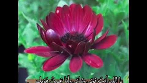 يا بني اقم الصلاة وامر بالمعروف وانه عن المنكر بصوت القارئ اسلام صبحي #مقاطع قرآنيه #kuran#islam