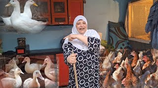 قدر الله وماشاء فعل✋️عملوها فيا والسطح غرق مياه😰تكلمة دورة البط والفراخ وعوضي على الله بقى