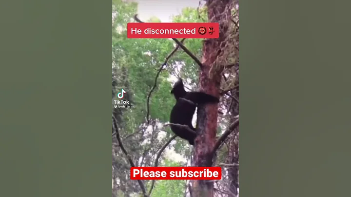 He disconnected bear falls out of tree #trending