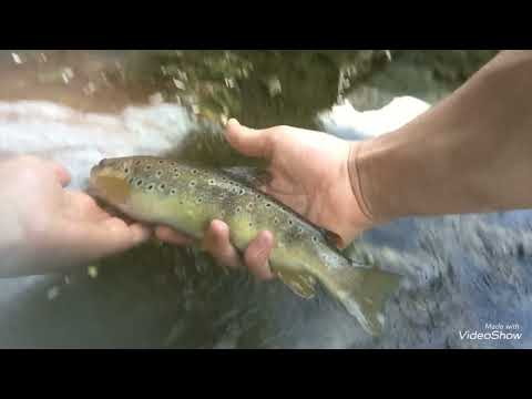 Pesca alla trota