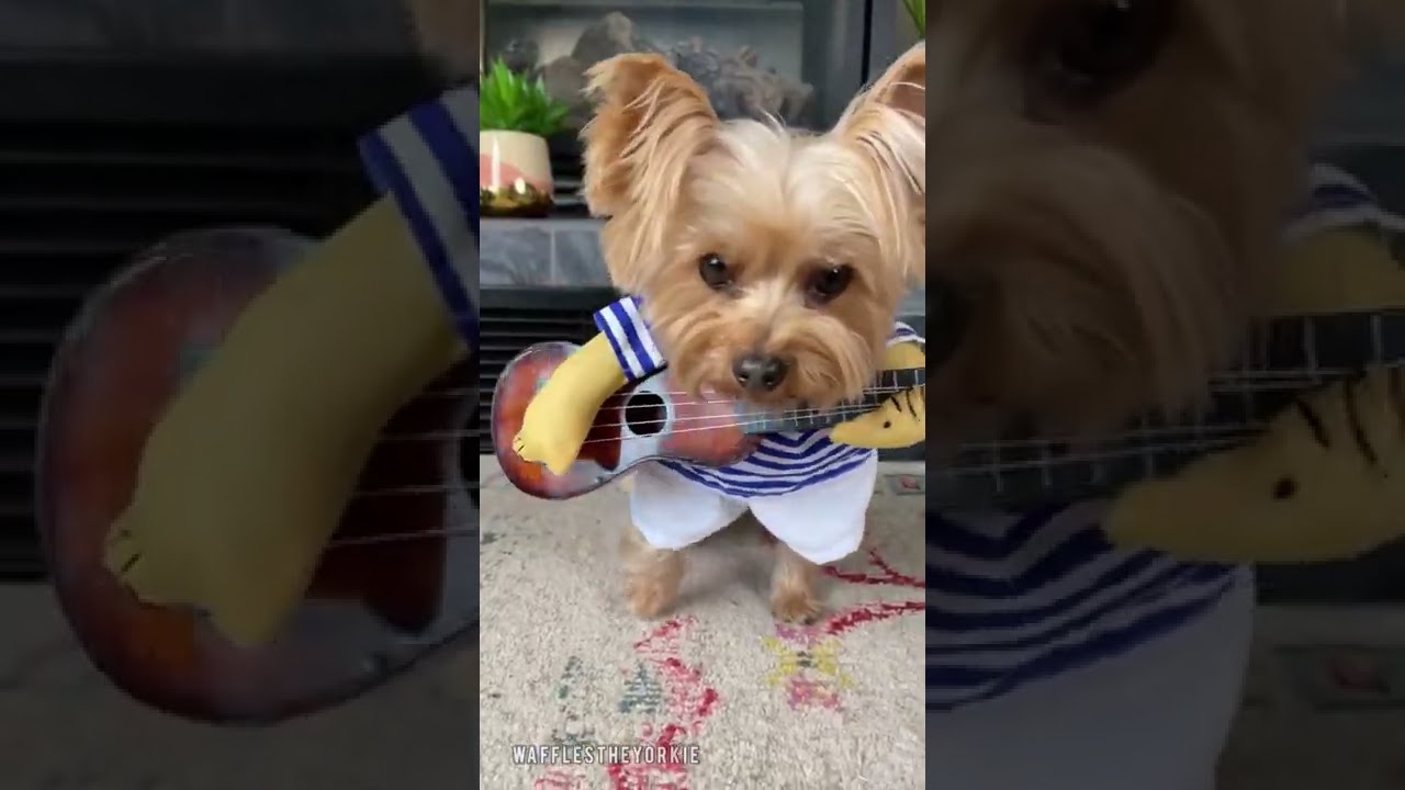 My Dog Tells Haters To F Off Angrydog Middlefinger