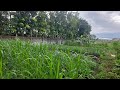 Manual planting and harvesting of napier grass