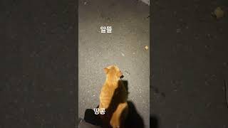 질투하는 고양이…겠죠? 희망회로 ㅎ