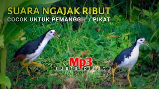 suara pikat ruak ruak , suara pikat ngajak ribut